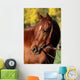Western Horse Autumn
