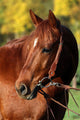 Western Horse Autumn