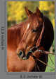 Western Horse Autumn