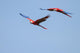 Scarlet Macaws Flight 2