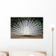 Peacock Wall Mural