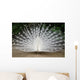 Peacock Wall Mural