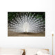 Peacock Wall Mural