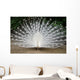 Peacock Wall Mural
