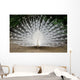 Peacock Wall Mural