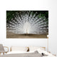 Peacock Wall Mural