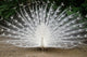 Peacock Wall Mural