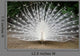Peacock Wall Mural