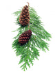 Pine