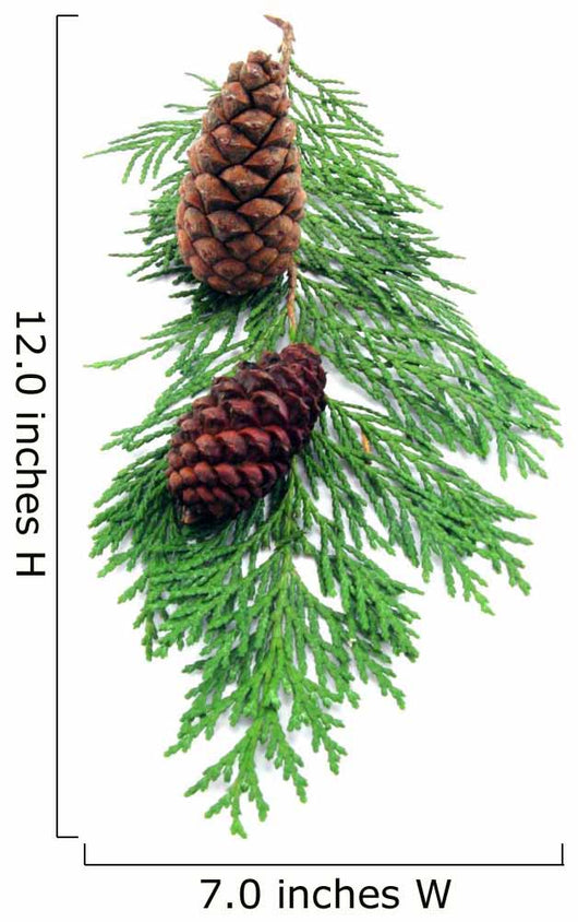 Pine