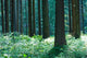 Forest Wall Mural