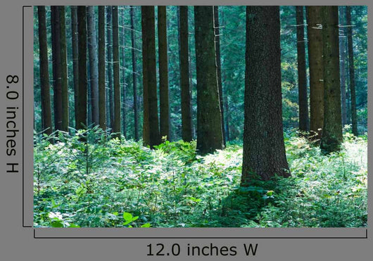 Forest Wall Mural