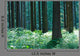 Forest Wall Mural
