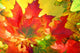 Autumn Fall Leaves