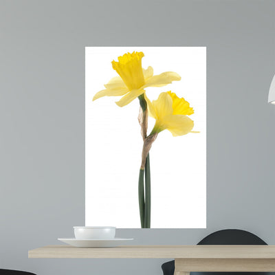 Daffodil Wall Decal shown on a wall
