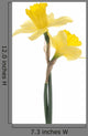Daffodil Wall Decal
