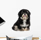 Beautiful Smiling Happy Havanese