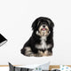 Beautiful Smiling Happy Havanese