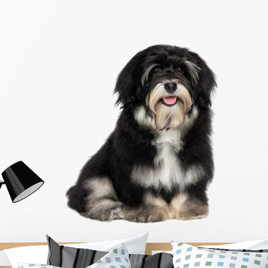 Beautiful Smiling Happy Havanese