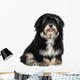 Beautiful Smiling Happy Havanese