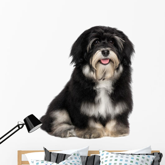Beautiful Smiling Happy Havanese