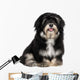 Beautiful Smiling Happy Havanese