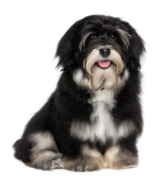 Beautiful Smiling Happy Havanese