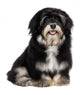 Beautiful Smiling Happy Havanese