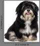 Beautiful Smiling Happy Havanese