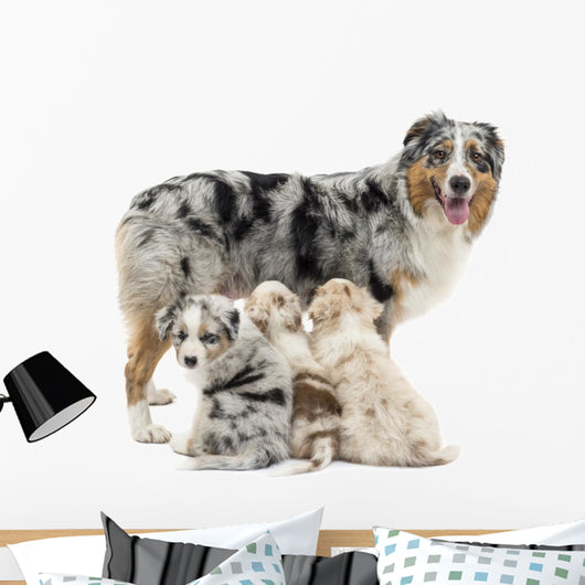 Mother Australian Shepherd with Wall Decal