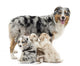 Mother Australian Shepherd with Wall Decal