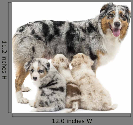 Mother Australian Shepherd with Wall Decal