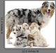 Mother Australian Shepherd with Wall Decal