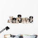 Front view of Australian Shepherd puppies, 6 weeks old Wall Decal