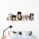 Front view of Australian Shepherd puppies, 6 weeks old Wall Decal