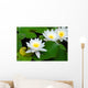 Three beautiful white water lily (lotus) Wall Mural