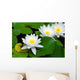 Three beautiful white water lily (lotus) Wall Mural