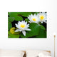 Three beautiful white water lily (lotus) Wall Mural