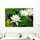 Three beautiful white water lily (lotus) Wall Mural