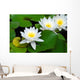 Three beautiful white water lily (lotus) Wall Mural