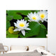 Three beautiful white water lily (lotus) Wall Mural