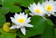 Three beautiful white water lily (lotus) Wall Mural