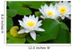 Three beautiful white water lily (lotus) Wall Mural