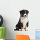 Australian Shepherd Puppy, 8 Weeks Old Wall Decal