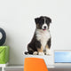 Australian Shepherd Puppy, 8 Weeks Old Wall Decal