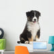 Australian Shepherd Puppy, 8 Weeks Old Wall Decal