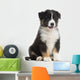 Australian Shepherd Puppy, 8 Weeks Old Wall Decal