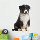 Australian Shepherd Puppy, 8 Weeks Old Wall Decal