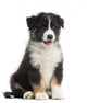 Australian Shepherd Puppy, 8 Weeks Old Wall Decal