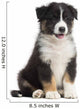 Australian Shepherd Puppy, 8 Weeks Old Wall Decal
